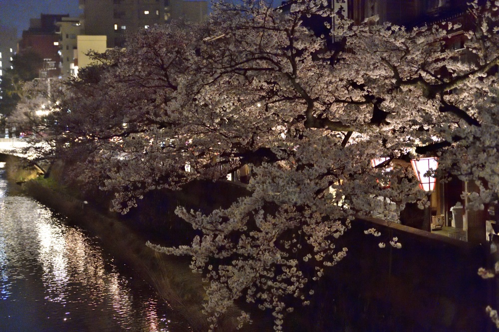 主計町-夜桜