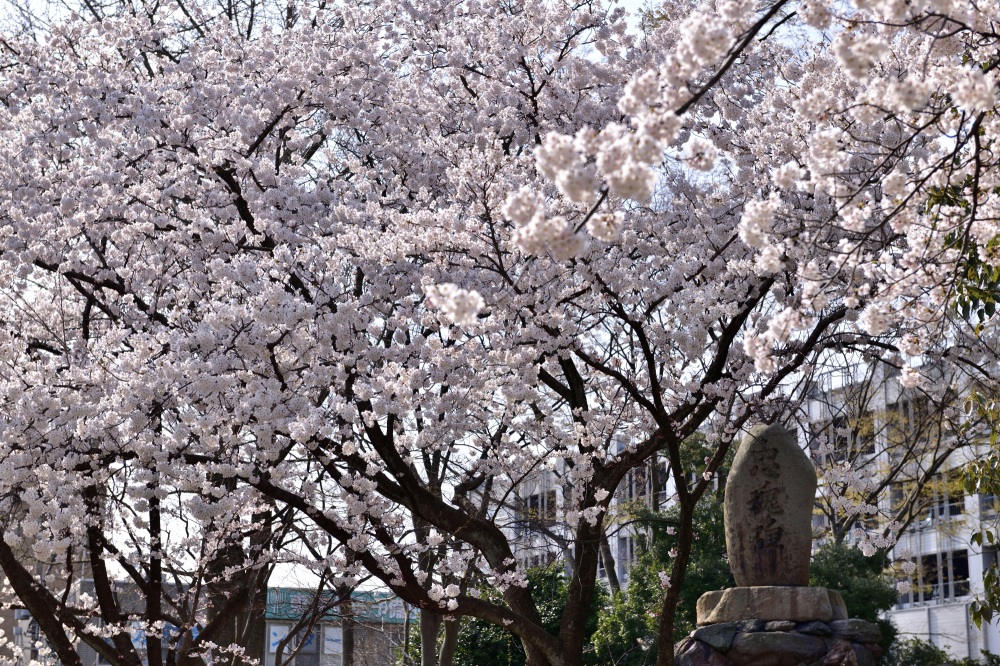 松任城址公園-桜