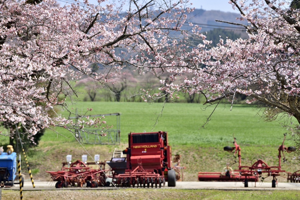 石川県畜産センター-桜