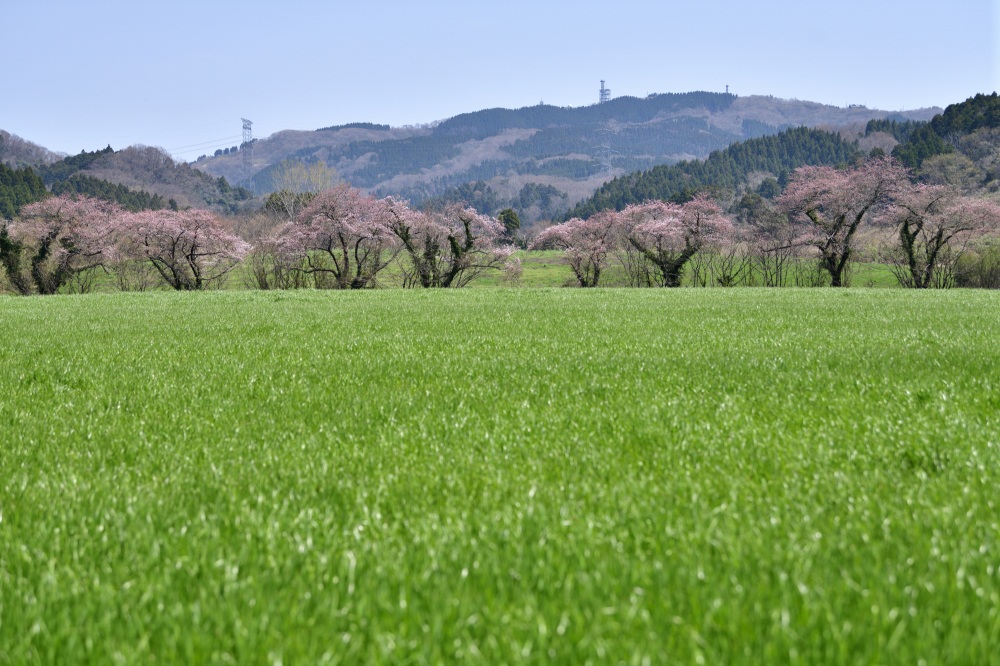 石川県畜産センター-桜