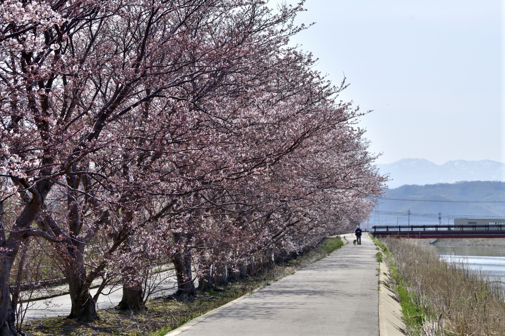 石川農林センター-桜