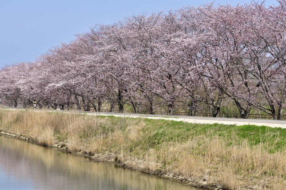 石川農林センター-桜