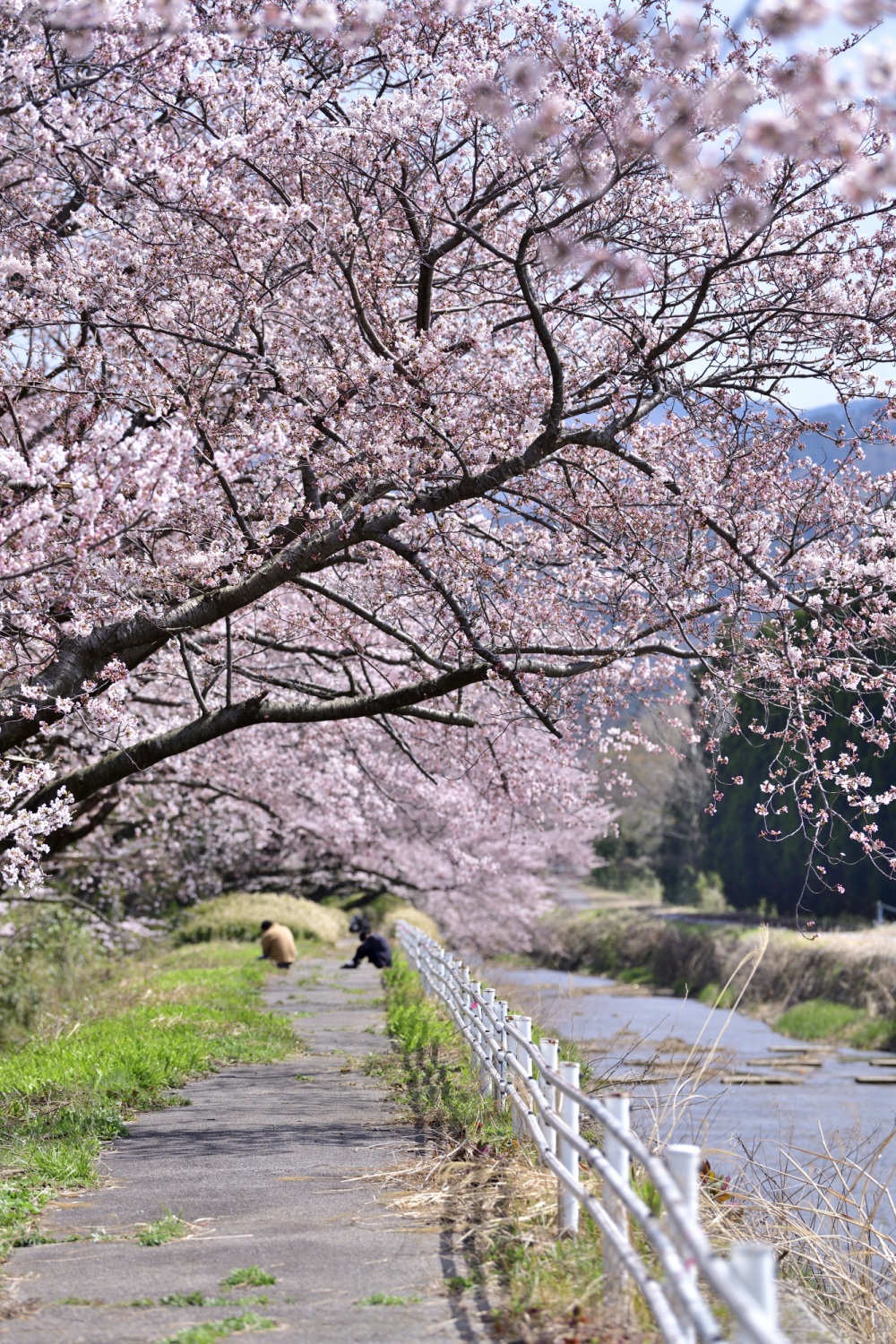 宝達川-桜