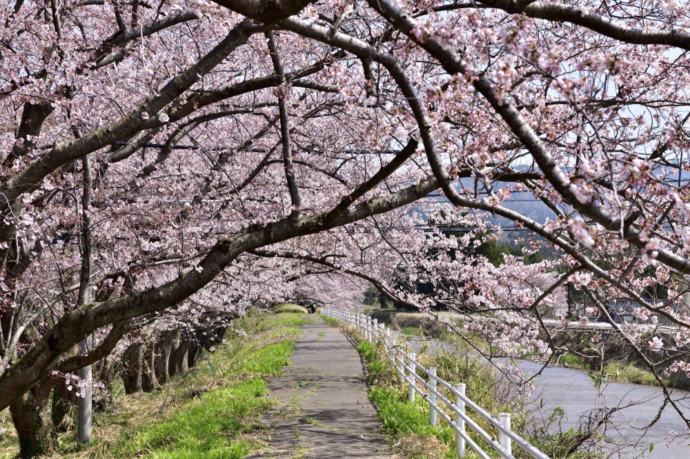 宝達川-桜