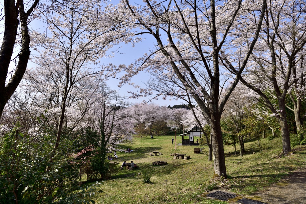 志乎・桜の里古墳公園-桜