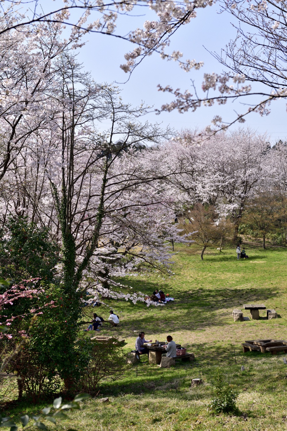 志乎・桜の里古墳公園-桜