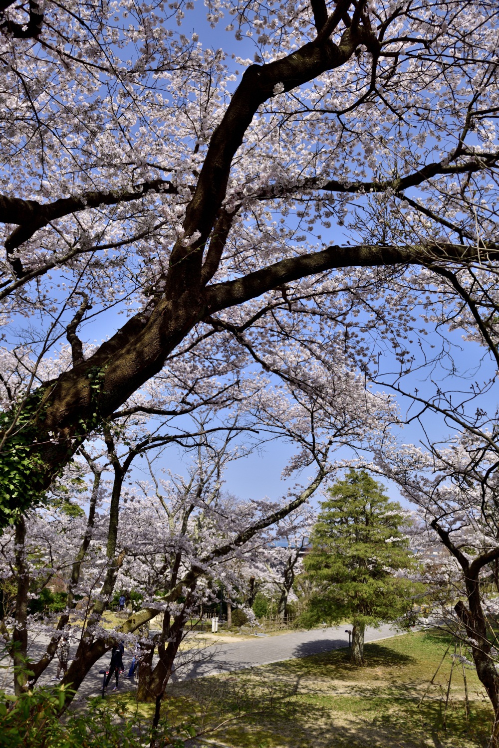 小丸山城址公園-桜