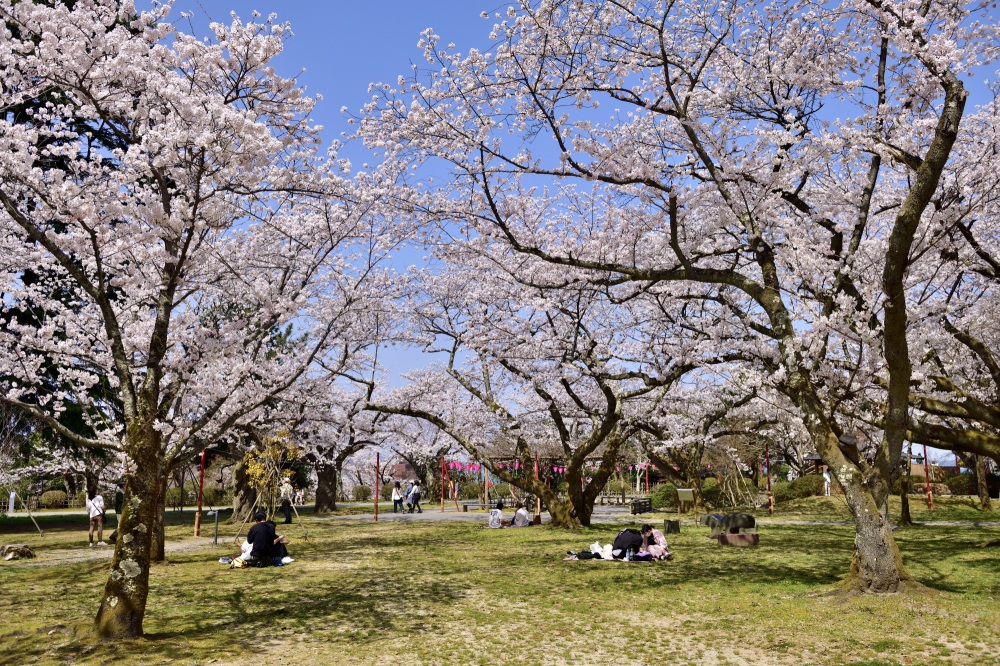 小丸山城址公園-桜