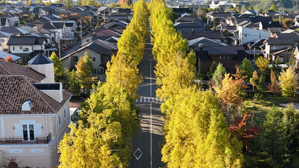 太陽が丘　メタセコイア並木　