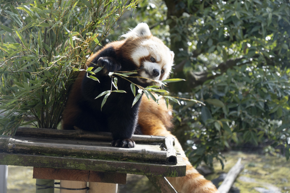 いしかわ動物園の楽しみ方|チケット&料金・見どころや周辺ランチもご紹介