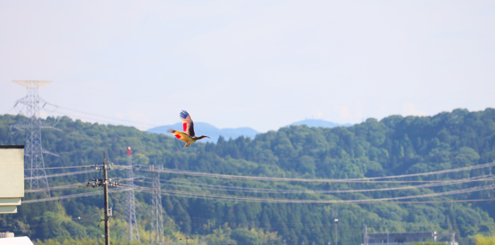 朱鷺の舞う能登|半世紀ぶりにトキが石川・能登の大空へ