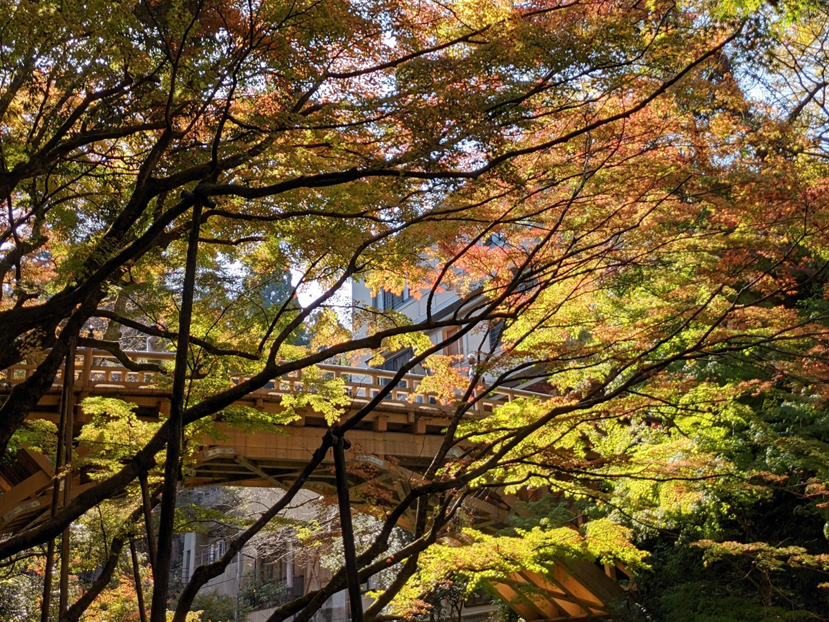 鶴仙渓の紅葉と「こおろぎ橋」