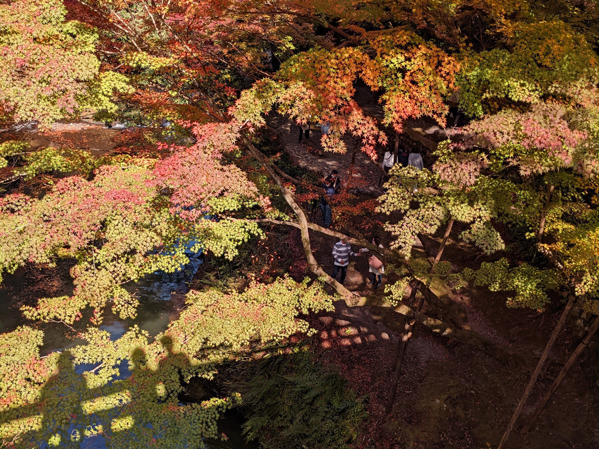 「こおろぎ橋」の上から鶴仙渓の紅葉