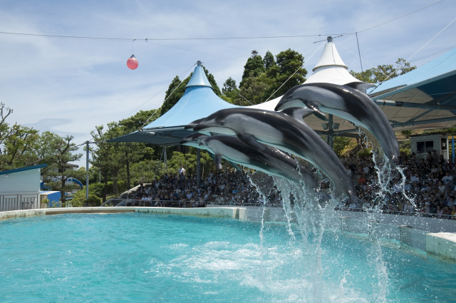 のとじま水族館　イルカショー再開で完全復活