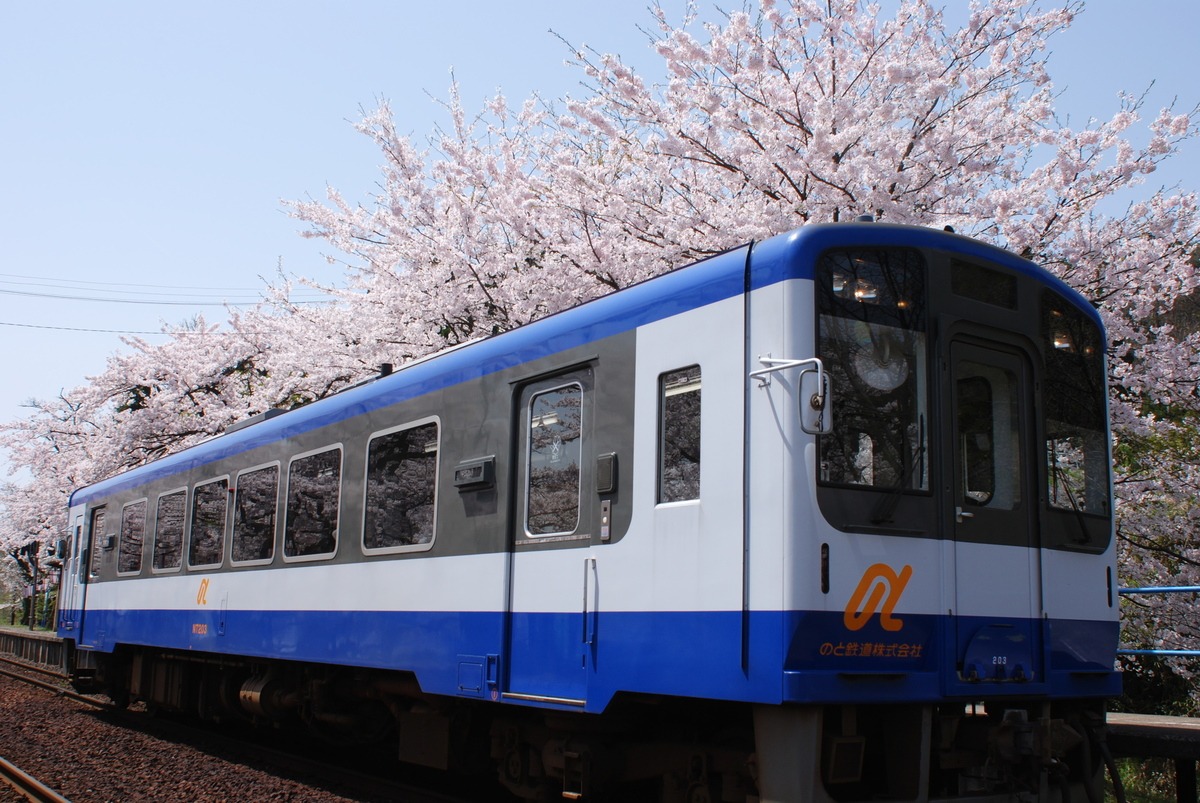 春、桜を背景に走るのと鉄道の列車。