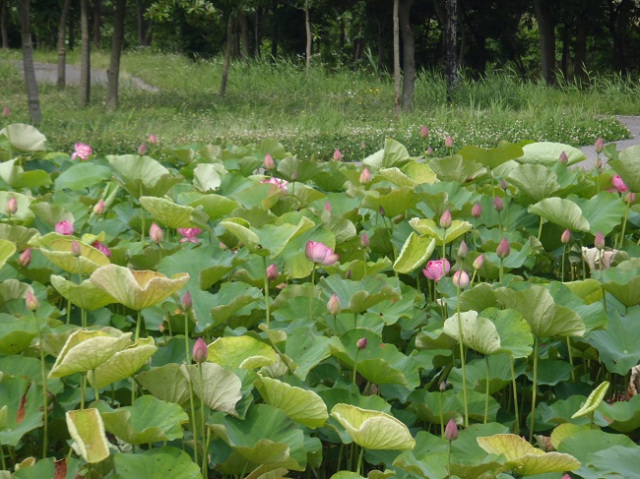 こなん水辺公園