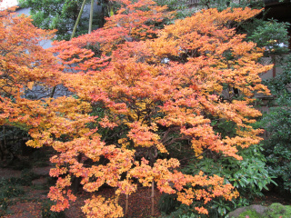 樹齢300年超と伝わるドウダンツツジの紅葉