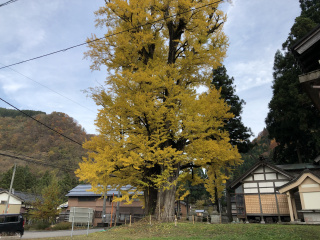 瀬戸の夜泣きイチョウ