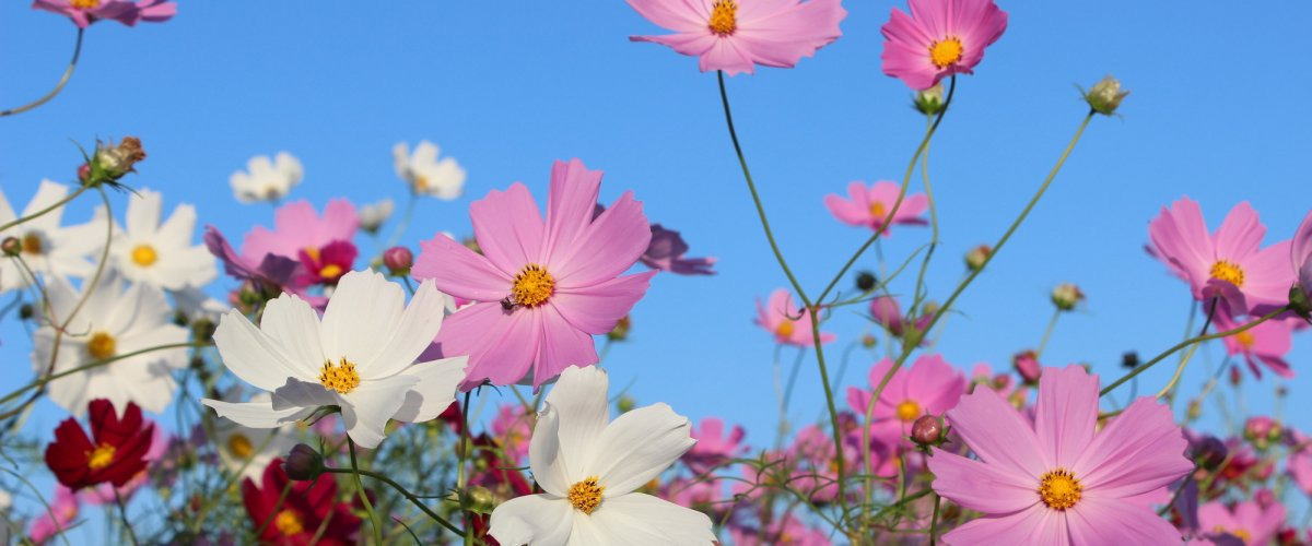 石川県の秋を彩る花特集！